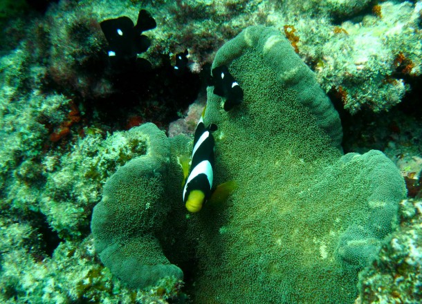 anemonefish