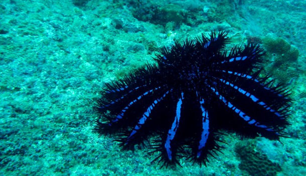 crownofthorns
