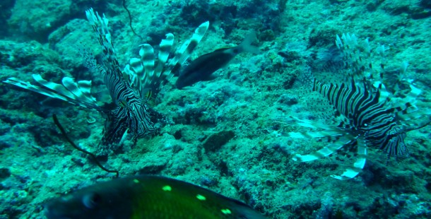 lionfish2