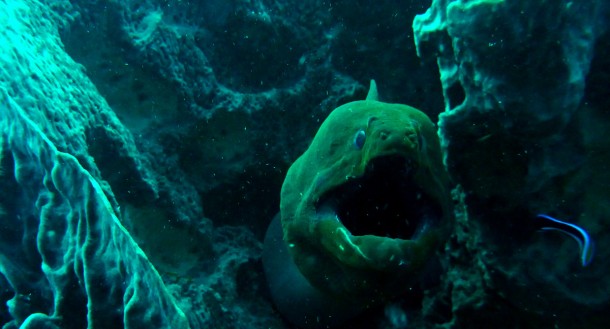 moray3