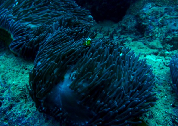 anemone
