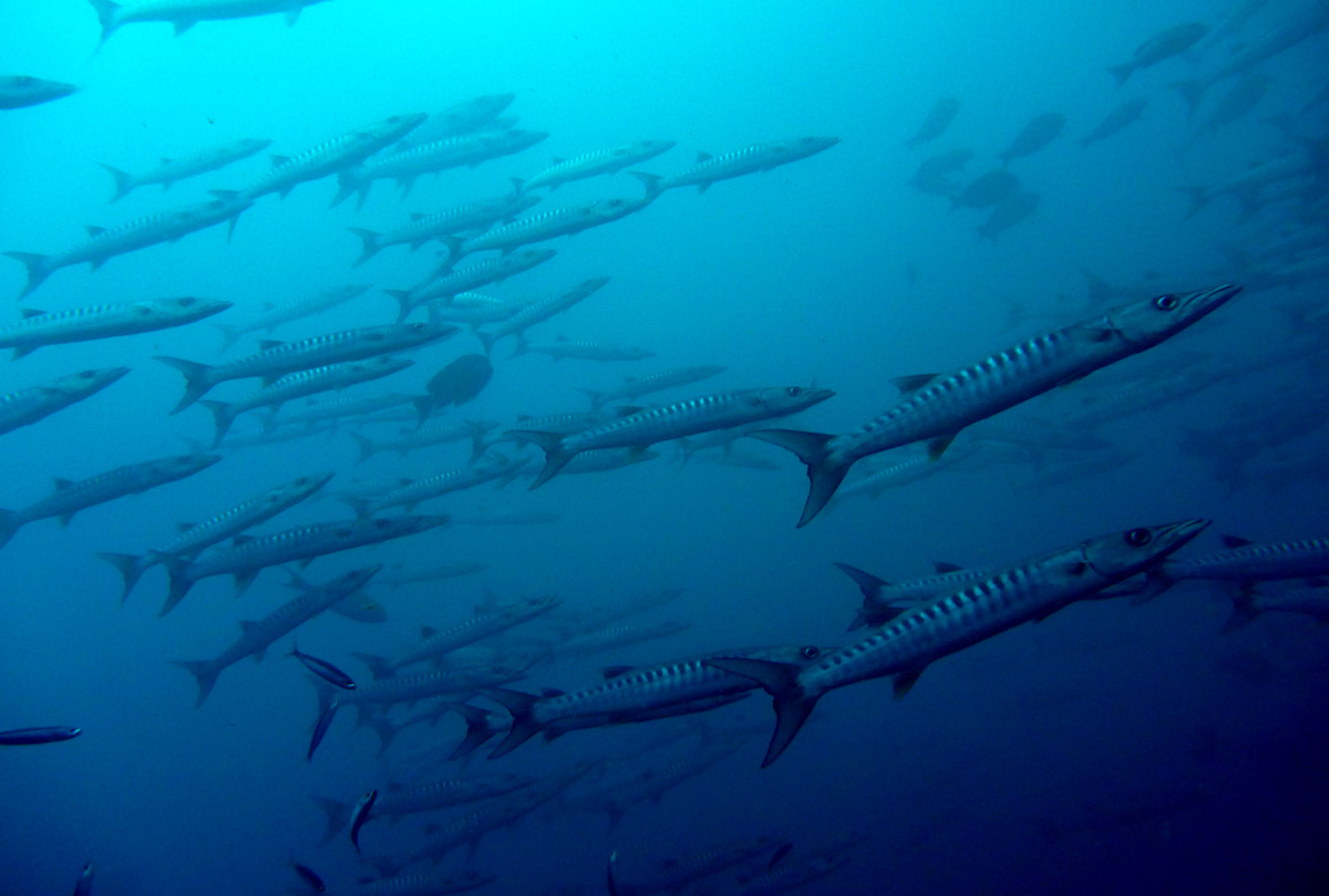 Barracuda off Dixon's Pinnacle, Andaman Islands - photo by Adam Jadhav